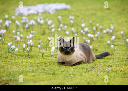 Siamois, siamois (Felis silvestris catus). f, couchée dans un pré, Allemagne Banque D'Images