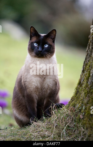 Siamois, siamois (Felis silvestris catus) f., assis à côté d'un arbre, Allemagne Banque D'Images