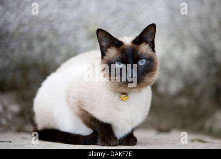 Siamois, siamois (Felis silvestris catus) f., assis avec grelot autour du cou, Allemagne Banque D'Images