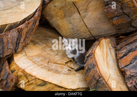 Chat domestique, le chat domestique (Felis silvestris catus). f, kitty assis entre les fosses d'arbres Banque D'Images