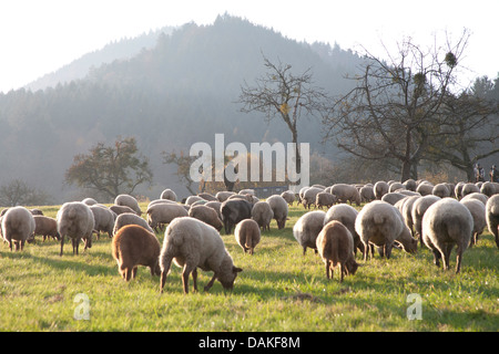 Le mouton domestique (Ovis ammon f. bélier), le pâturage troupeau de moutons, Allemagne Banque D'Images