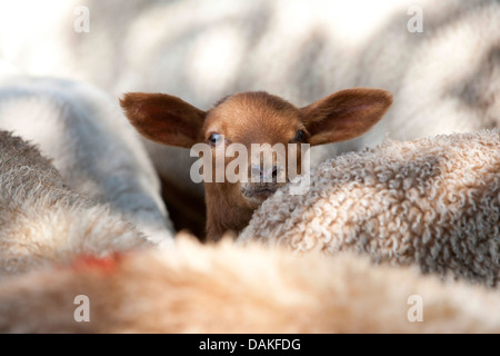 Le mouton domestique (Ovis ammon f. bélier), brown à la lampe entre les moutons, Allemagne Banque D'Images