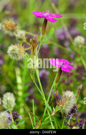 Rose de jeune fille (Dianthus deltoides), qui fleurit avec Trifolium arvense, Allemagne, Rhénanie-Palatinat, Naturpark Eifel Banque D'Images