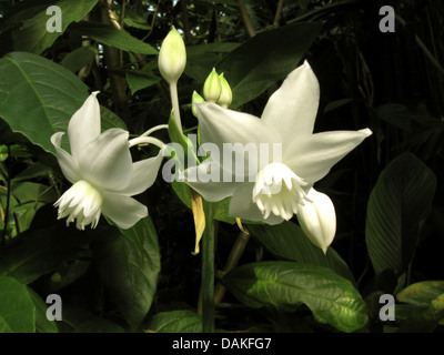 Amazon lily (Eucharis amazonica), blooming Banque D'Images