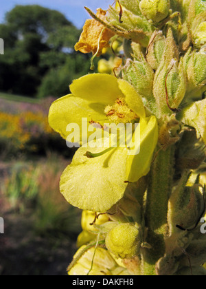 À FEUILLES embrassantes (Verbascum phlomoides molène), fleur, Allemagne Banque D'Images