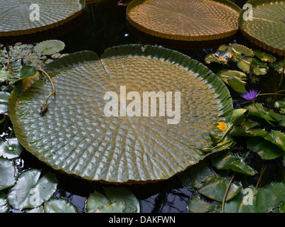 dh Victoria Amazonica LYS FLEURS NOUVELLE-ZÉLANDE domaine de la Nouvelle-Zélande Wintergardels Auckland Giant Water Lily étang fleur Banque D'Images