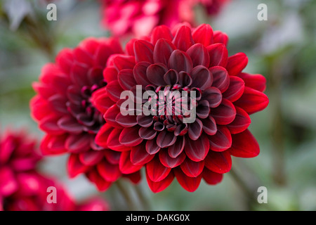 Georgina (Dahlia 'choc', Dahlia Karma Karma choc), le cultivar Karma Choc Banque D'Images