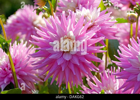 Georgina (Dahlia 'Pink', Pastelle Pastelle Rose Dahlia), le cultivar Pink Pastelle Banque D'Images