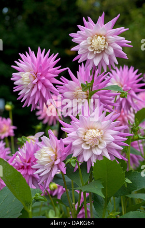 Georgina (Dahlia 'Pink', Pastelle Pastelle Rose Dahlia), le cultivar Pink Pastelle Banque D'Images