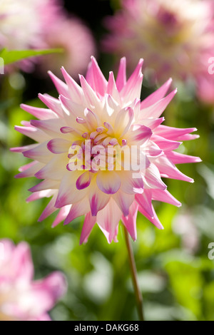 Georgina (Dahlia 'Pink', Pastelle Pastelle Rose Dahlia), le cultivar Pink Pastelle Banque D'Images