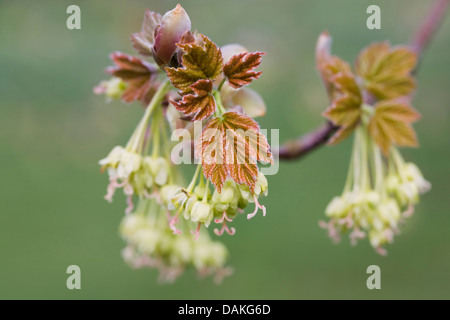 Acer opalus subsp. Obtusatum. La floraison d'arbres d'érable italien au printemps. Banque D'Images