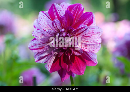 Georgina (Dahlia 'Alpen Pauline', Dahlia Alpen Pauline), le cultivar Alpen Pauline Banque D'Images