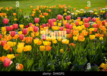 Jardin commun tulip (Tulipa Gesneriana), qui fleurit dans un lit de fleur, Allemagne Banque D'Images