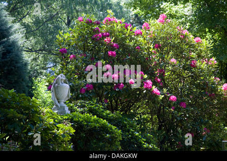 Rhododendron (Rhododendron spec.), sur le cimetière, l'Allemagne, Bade-Wurtemberg, Baden-Baden Banque D'Images