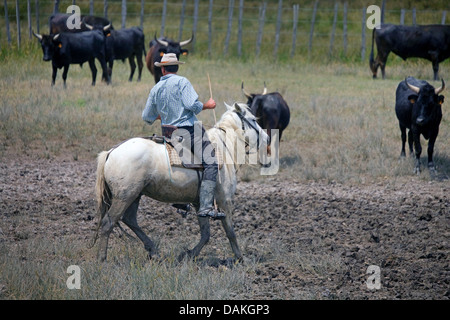 Cheval de Camargue (Equus caballus przewalskii. f), cowboy qui tend cattles, France, Provence Banque D'Images