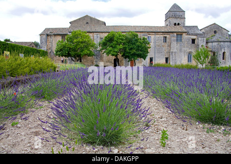 La lavande (Lavandula angustifolia), champs de lavande en face de Saint-Paul-de-Mausole abbaye, France, Provence, Saint-Rémy-de-Provence Banque D'Images