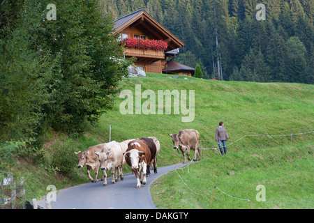 Les bovins domestiques (Bos primigenius f. taurus), adolescente à la tête d'un troupeau de bovins sur une route dans la Kleinwalsertal, l'Autriche, Vorarlberg Banque D'Images