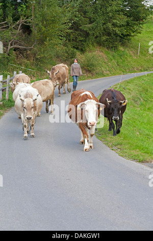 Les bovins domestiques (Bos primigenius f. taurus), adolescente à la tête d'un troupeau de bovins sur une route dans la Kleinwalsertal, l'Autriche, Vorarlberg Banque D'Images