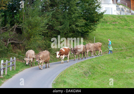 Les bovins domestiques (Bos primigenius f. taurus), adolescente et petit garçon à la tête d'un troupeau de bovins sur une route dans la Kleinwalsertal, l'Autriche, Vorarlberg Banque D'Images