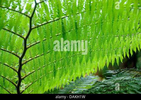 Cooper's (cyathea cooperi, Sphaeropteris Cyathea cooperi, Alsophila cooperi), détail d'une fronde Banque D'Images