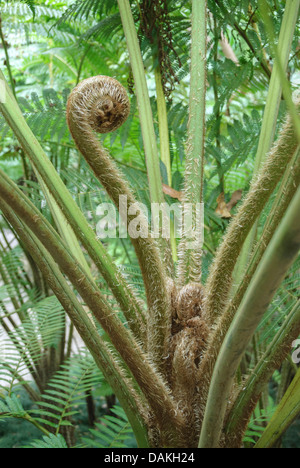 Cooper's (cyathea cooperi, Sphaeropteris Cyathea cooperi, Alsophila cooperi), dérouler frond Banque D'Images