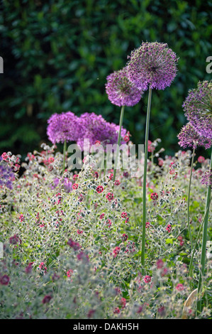 Géranium sanguin (Geranium phaeum sombre), dans un parterre de fleurs avec Allium aflatunense, Allemagne Banque D'Images