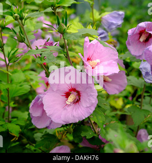 Althaea arbustif, rose-of-Sharon (Hibiscus syriacus 'Minpast', Hibiscus syriacus) Minpast Minpast cultivar, Banque D'Images