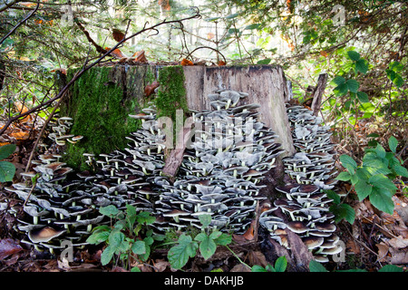 Sur les champignons, des chicots d'arbres Allemagne Banque D'Images