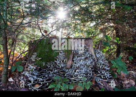 Sur les champignons, des chicots d'arbres Allemagne Banque D'Images