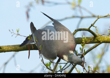 Pigeon ramier (Columba palumbus), assis sur une branche et la collecte de matériel de nidification, Allemagne Banque D'Images