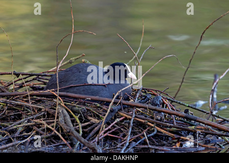 Black Foulque macroule (Fulica atra), assis sur le nid et l'élevage, de l'Allemagne Banque D'Images
