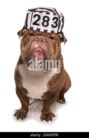 Bulldog portant un chapeau prisonniers découpe studio Banque D'Images