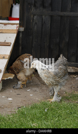 Brahma poulets à la recherche de nourriture en jardin Gallus gallus domesticus Banque D'Images