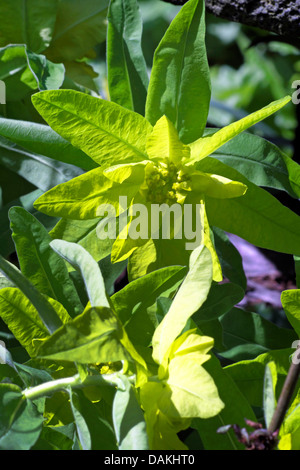 L'euphorbe ésule (Euphorbia polychroma coussin), blooming Banque D'Images