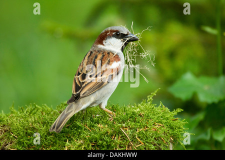 Moineau domestique (Passer domesticus), homme avec matériel de nidification dans le bec sur la mousse , Allemagne Banque D'Images