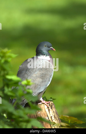 Pigeon ramier (Columba palumbus), assis sur le bois mort, Allemagne Banque D'Images