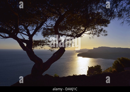 Côte Rocheuse de Calanques dans lumière du soir, France, Parc National des Calanques, Cassis Banque D'Images