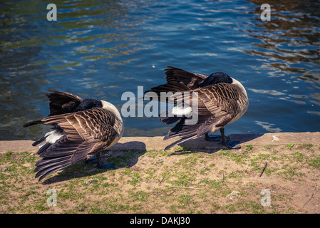 Deux canards colverts mâles sur les rives de la rivière Avon à Stratford-Upon-Avon, Royaume-Uni Banque D'Images