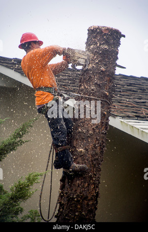 En utilisant une scie à chaîne, une réduction des accidents d'origine hispanique des sections d'un tronc d'un palmier tout en retirant l'arbre dans les sections à Californie accueil Banque D'Images