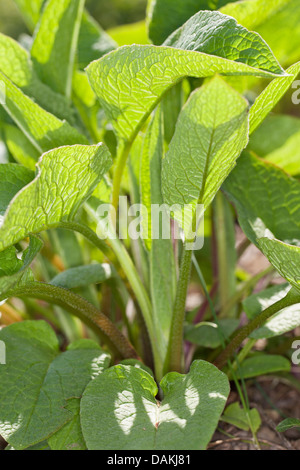 Symphytum officinale Consoude (commune), les feuilles à la lumière du soleil, de l'Allemagne Banque D'Images