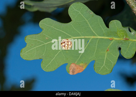 Striped-pois (Cynips longiventris vésicule à l'origine des dommages, Diplolepis longiventris), de la vésicule à la face inférieure d'une feuille de chêne, Allemagne Banque D'Images