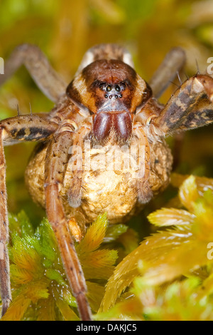 Fimbriate araignée Dolomedes fimbriatus (pêche), femalt avec cocoon sur mousse, Allemagne Banque D'Images
