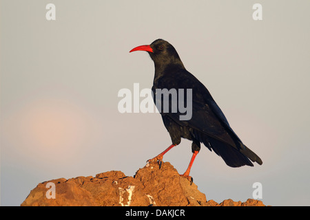 Crave à bec rouge (Pyrrhocorax pyrrhocorax), assis sur la pierre de lave dans la soirée , Îles Canaries, La Palma Banque D'Images