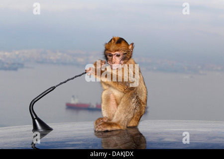 Singes de barbarie, barbary macaque (Macaca sylvanus), petit singe assis sur un toit de voiture et jouer avec l'antenne, Gibraltar Banque D'Images