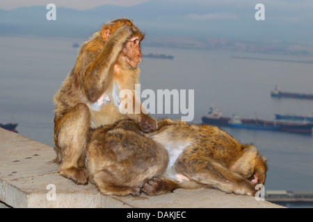 Singes de barbarie, barbary macaque (Macaca sylvanus), assis sur un mur et l'autre, épouillage Gibraltar Banque D'Images