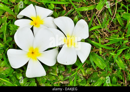 Fleur tropicale sur grass field Banque D'Images