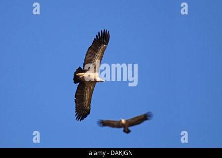 Vautour fauve (Gyps fulvus), deux adultes en vol, l'Espagne, l'Estrémadure Banque D'Images