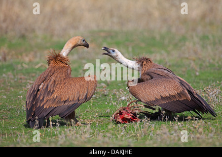 Vautour fauve (Gyps fulvus), deux jeunes oiseaux pour l'alimentation, le conflit de l'Espagne, l'Estrémadure Banque D'Images