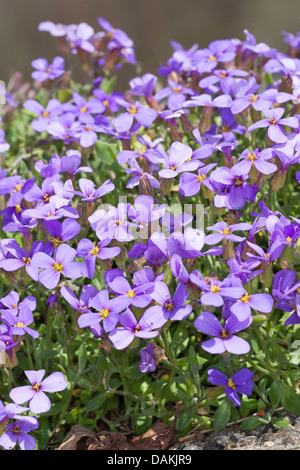 Purple rock cress (Aubrieta deltoidea), blooming Banque D'Images