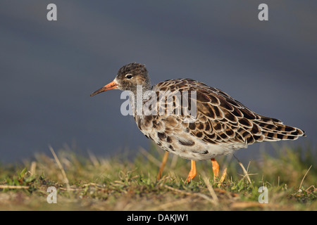 Le Combattant varié (Philomachus pugnax), sur l'alimentation animale, Pays-Bas, Frise Banque D'Images